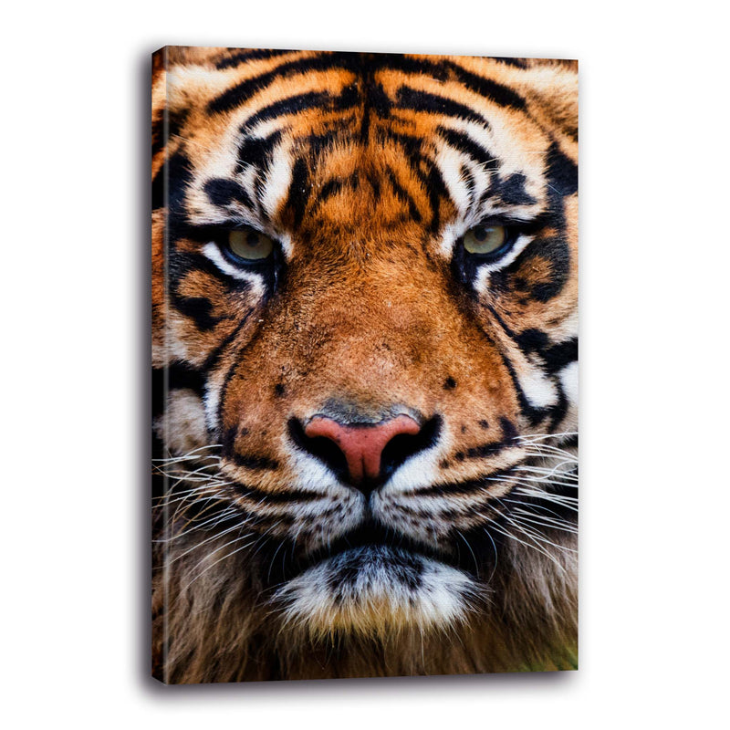 Tigre de Bengala
