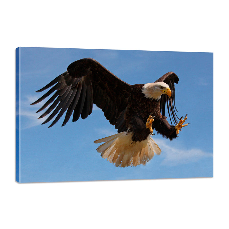 Águila en Vuelo