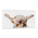 Bulldog Panza Arriba