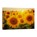 Campo de Girasoles con Sol