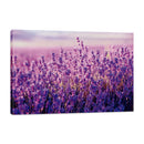 Campo de Lavanda en Verano