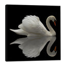 Cisne con Reflexión