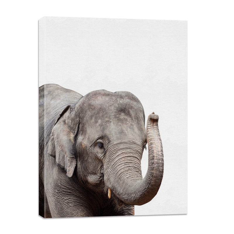 Elefante