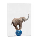 Elefante sobre Pelota