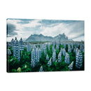 Flores de Pino, Islandia