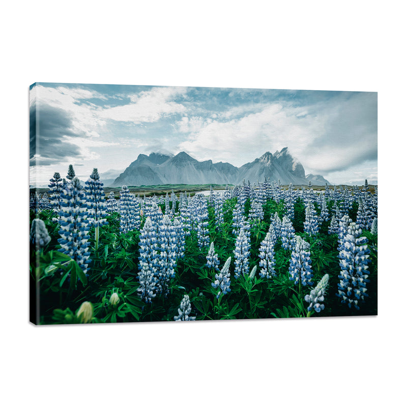 Flores de Pino, Islandia