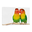 Inseparable de Fischeri Amorosos