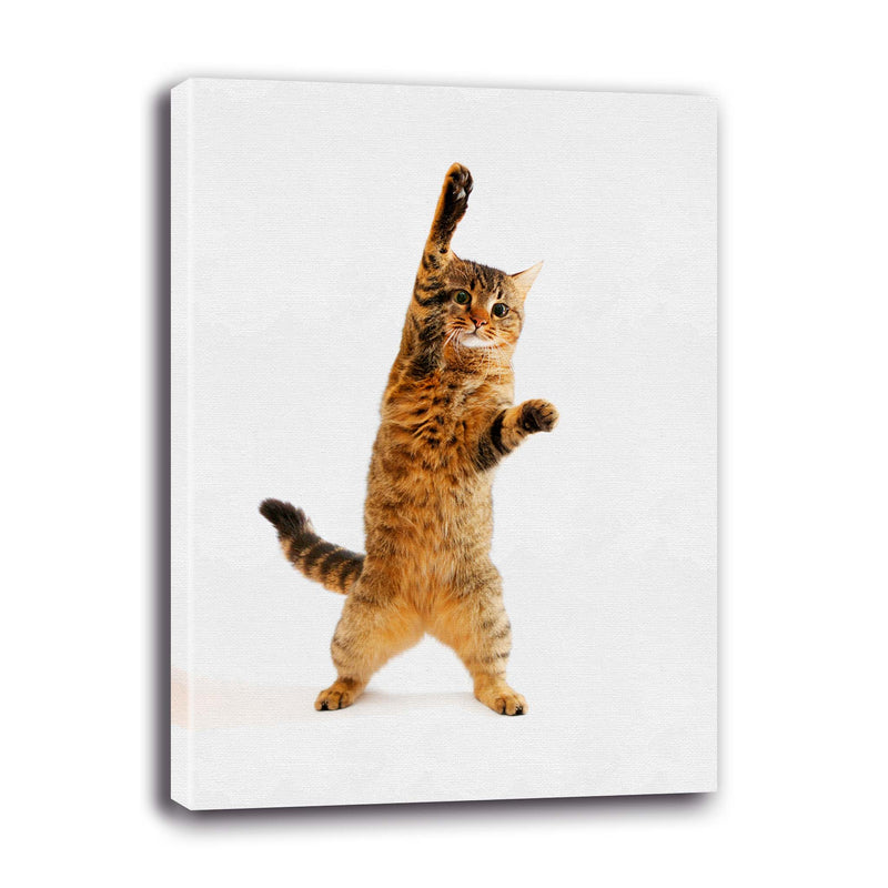 Jack el gato