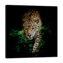 Jaguar en la Selva