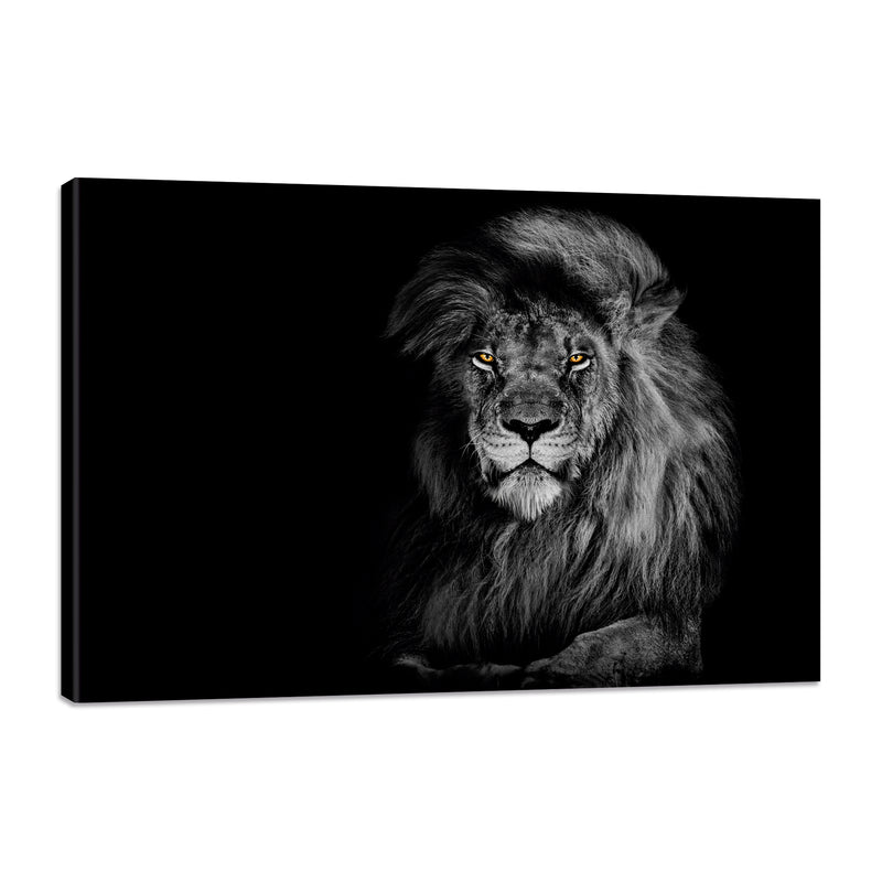 León Blanco y Negro
