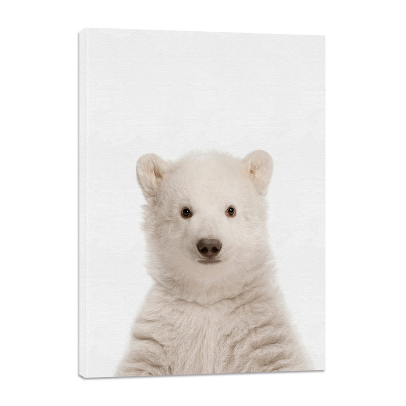 Oso Polar