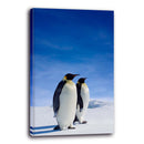 Pingüinos en la nieve