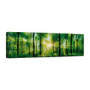 Rayos de Sol en el Bosque