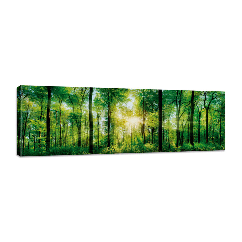 Rayos de Sol en el Bosque