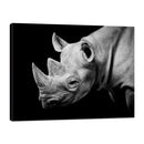 Rinoceronte Blanco y Negro