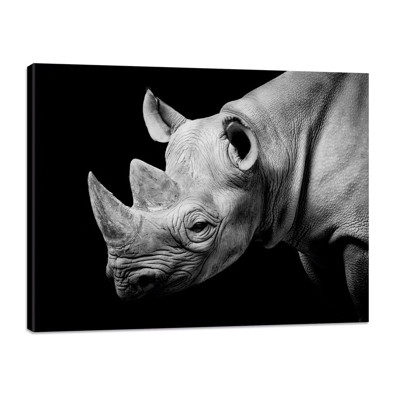 Rinoceronte Blanco y Negro