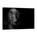 Tigre Blanco y Negro