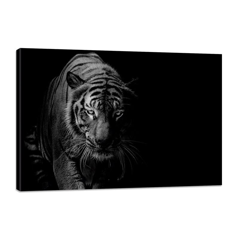 Tigre Blanco y Negro