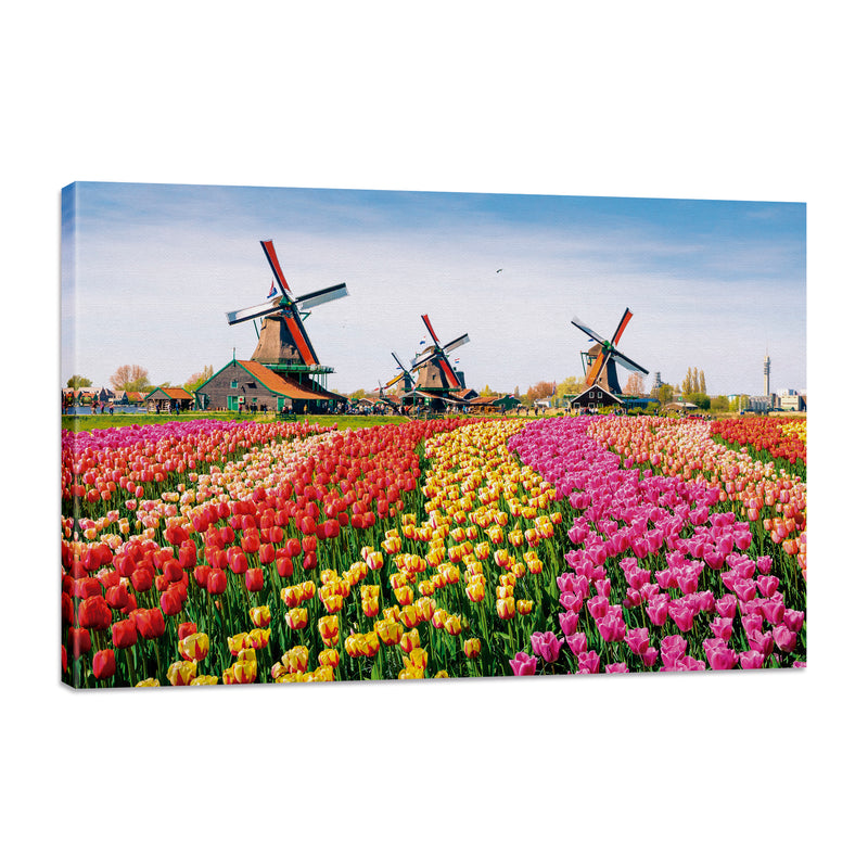 Tulipanes y Molinos